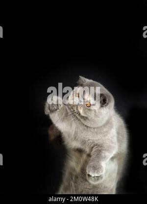 A beautiful exotic shorthair cat plays on a dark studio background with a reflection. Color gray tortoiseshell Stock Photo