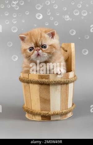 red exotic kitten is sitting in a large wooden bath cup on a gray background. Funny Persian kitten on a colored background Stock Photo