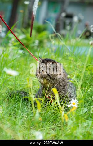 Cute brown striped cat exotic walks on a leash in the park on a summer day. Persian kitten on the green grass on a harness with a leash outdoors Stock Photo