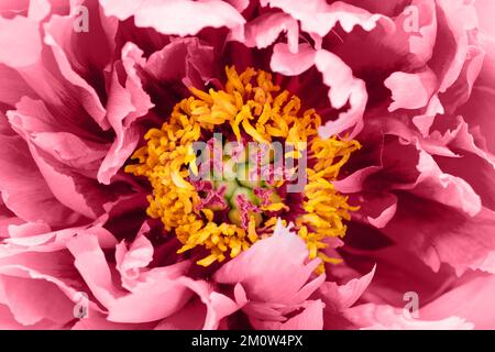 Close up or macro of beautiful pink or magenta peony flower. Peony flower toned in trendy color of the 2023 - viva magenta. Stock Photo