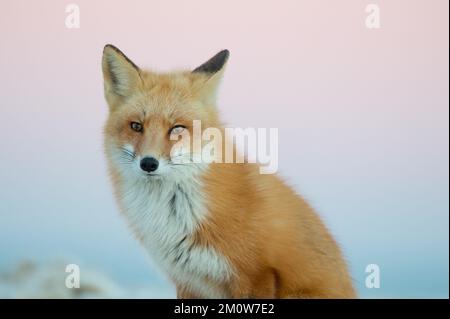 A beautiful Ezo red fox sitting on the background of a pink soft sky Stock Photo