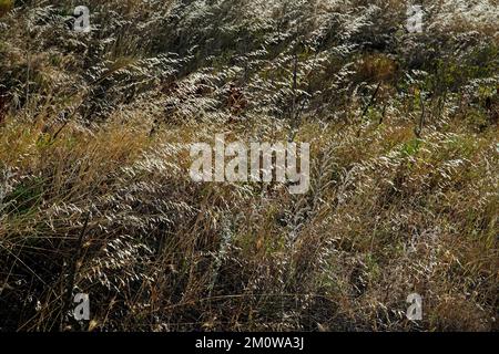 Blades of grass in backlight,Italy Stock Photo