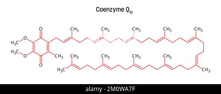 Coenzyme Q10 molecular structure. Coenzyme Q10, ubiquinone or CoQ10, is a organic vitamin-like compound important for cardiovascular, brain and dental health, fertility, physical perfromance. Vector structural formula of chemical compound with red bonds and black atom labels. Stock Vector
