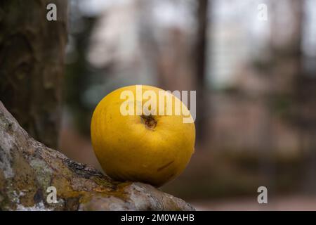The yellow quince fruit on the tree has water droplets from melting snow Stock Photo