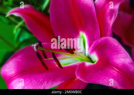 Stargazer lily, flower in closeup Stock Photo