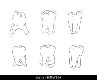 Diversity of molar teeth roots shapes. Hand drawn icons set. Stock Vector