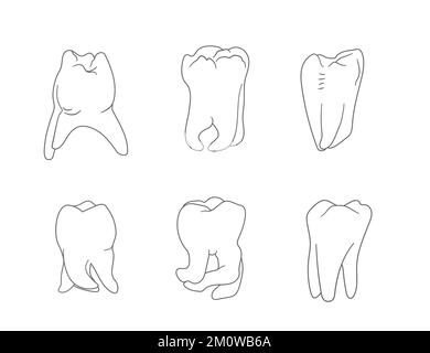 Diversity of molar teeth roots shapes Stock Vector Image & Art - Alamy