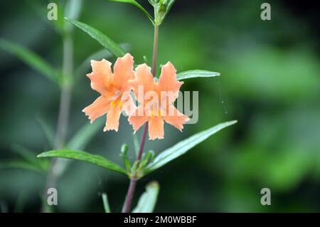 Orange Mimulus Aurantiacus (Bush Monkey Flower) grown at the Eden Project, Cornwall, England, UK. Stock Photo