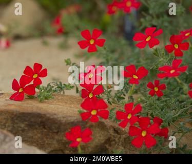 Red flowers of Jamesbrittenia bergae also know as crimson phlox in UK glasshouse November Stock Photo