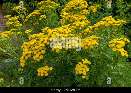 Yellow tansy asteraceae tanacetum vulgare plants plant flowers flower flowering growing in a garden border in summer England UK Great Britain Stock Photo