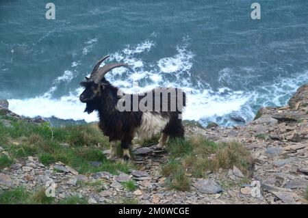 Black & White Male Feral Goat (Capra Aegagrus Hircus) 'Domestic Goat' near Cambeak from on the South West Coastal Path in Cornwall, England, UK. Stock Photo