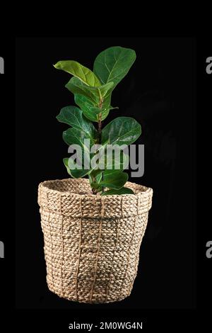 Ficus lyrata in a wicker pot on a black isolated background. The concept of a home interior , a flower shop. Fiddle leaf fig. Copy space. Stock Photo