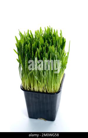 Green grass on a white isolated background. Sprouted oats in a black pot. Vegetarian food, sprouts, grass for cats. Oat, barley , chlorophyll.High angle. Stock Photo