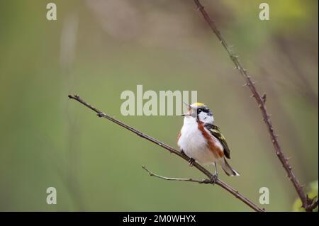 A small chestnut-sided warbler perched on a tree branch Stock Photo