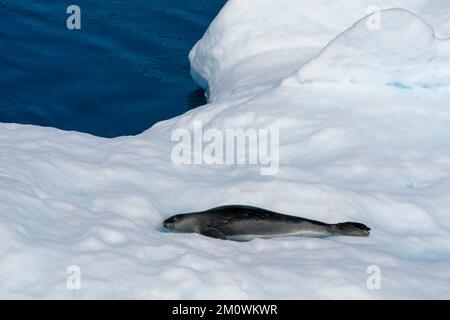 Ross Seal (Ommatophoca rossii) on iceberg, Larsen B Ice Shelf, Weddell Sea, Antarctica. Stock Photo