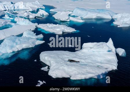 Ross Seal (Ommatophoca rossii) on iceberg, Larsen B Ice Shelf, Weddell Sea, Antarctica. Stock Photo