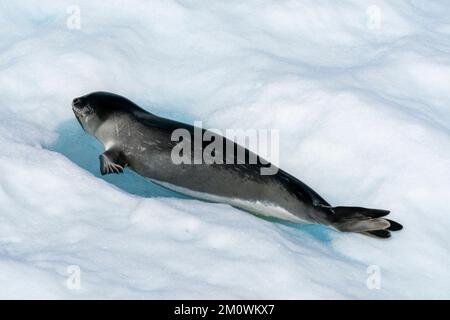 Ross Seal (Ommatophoca rossii) resting on iceberg, Larsen B Ice Shelf, Weddell Sea, Antarctica. Stock Photo
