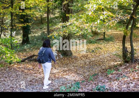 Girl alone sporty dressed walking through the beautiful nature in forest at the autumn time, dry lives on the surface Stock Photo