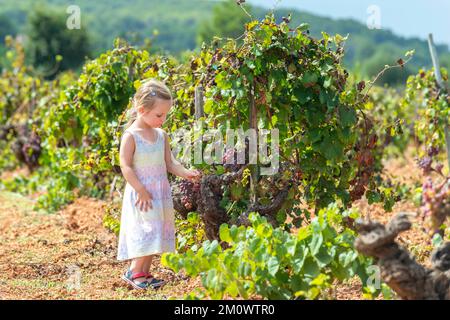 A little girl snacks on sweet grapes in a field in Mallorca. Stock Photo