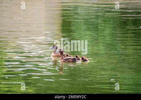 Tufted duck Family swims with their ducklings in green lake water. A beautiful Tufted Ducks, Aythya fuligula, swimming in lake with their cute babies. Stock Photo