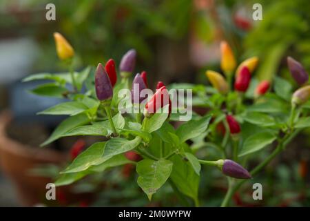 Tabasco chilli pepper plant with fruit in UK glasshouse November Stock Photo