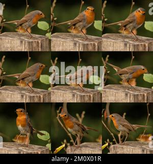 Collage with 9 photos of a robin specimen photographed in the north of Spain. Stock Photo