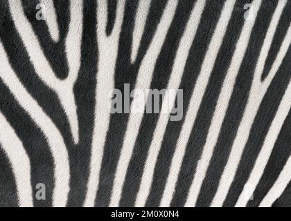 Hartmann's Mountain Zebra stripes closeup with emphasis on stripe pattern and texture Stock Photo