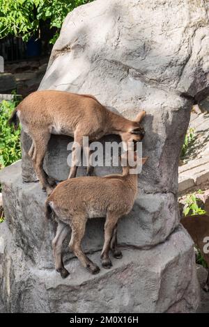 Markhor goatlings jump on the rocks. Markhor, Capra falconeri, wild goat native to Central Asia, Karakoram and the Himalayas Stock Photo