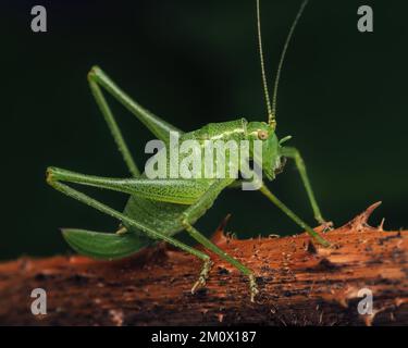 Female Speckled Bush Cricket (Leptophyes punctatissima) perched on bramble stem. Tipperary, Ireland Stock Photo