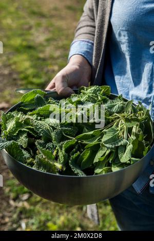 Woman holding large kitchen bowl of harvested Borage leaves, Italy Stock Photo