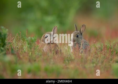 Rabbit (Oryctolagus cuniculus) two juvenile baby animals amongst red flowers on grassland, Suffolk, England, United Kingdom, Europe Stock Photo