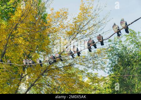 Bird sits on wire against blue sky. Pigeons in park.. Stock Photo