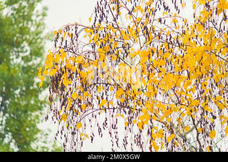 Trees after rain. Puddles on ground in autumn after rain. Falling leaves from tree.. Stock Photo