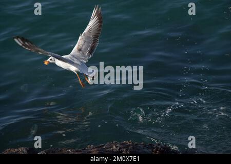 Single seagull flying over sea the sea waters Stock Photo