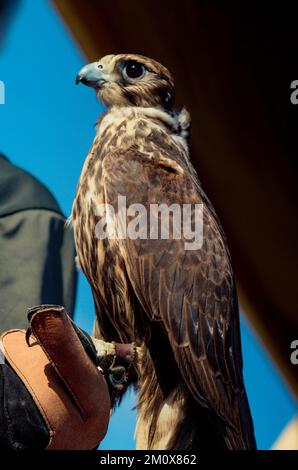 Falcon hawk bird on falconers hand during birds show Stock Photo