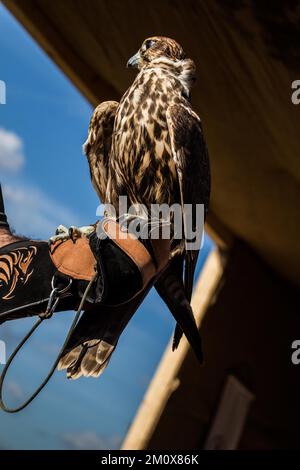 Falcon hawk bird on falconers hand during birds show Stock Photo