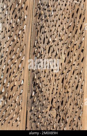 An old traditional threshing sled in the view Stock Photo