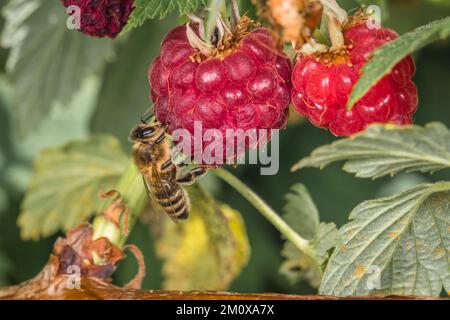 Macro detail close up of a bee sitting on a ripe raspberry on raspberry bush hanging between leaves in sunlight, Germany Stock Photo