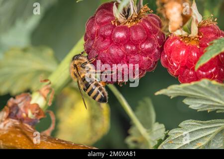Macro detail close up of a bee sitting on a ripe raspberry on raspberry bush hanging between leaves in sunlight, Germany Stock Photo