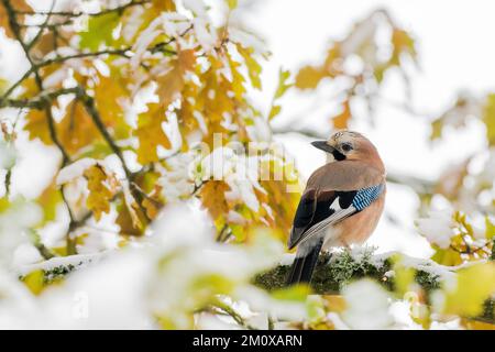Eurasian jay (Garrulus glandarius) standing on branch of an english oak (Quercus robur), snow-covered branches and leaves, Hesse, Germany, Europe Stock Photo