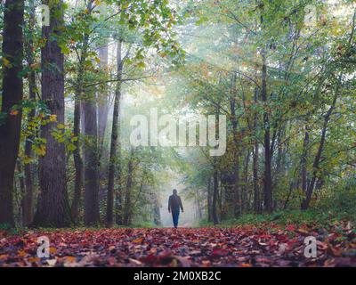 Man walking through a beautiful autumn forest, sun rays Stock Photo