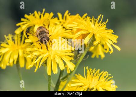 Hoverfly sitting on a yellow flower of a Dandelions collecting pollen on a meadow in summer, Germany Stock Photo