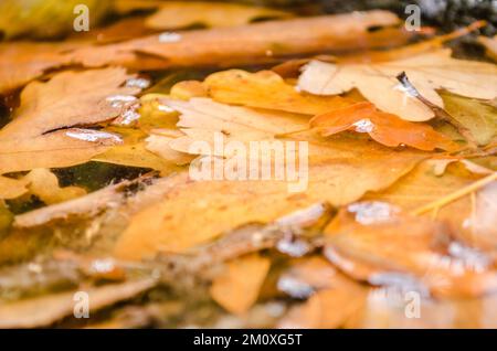 View of the forest of the Fruska Gora mountain near Novi Sad in autumn. A view of dried, yellow leaves under the trunk of an Oak tree in autumn. Stock Photo