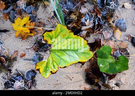 A top view of different types of fallen frozen leaves on a sandy beach during the daytime Stock Photo