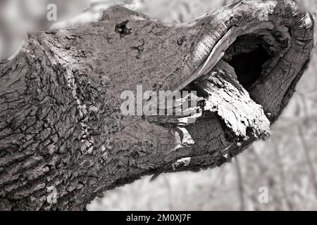 Animal like black and white infrared image in Ancient oak woodland a