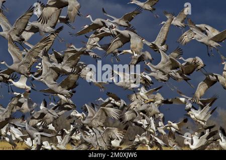 Big flocks of sandhill cranes and snow geese rise simultaneously into sky in Bernardo Wildlife Area near Socorro, New Mexico, United States Stock Photo