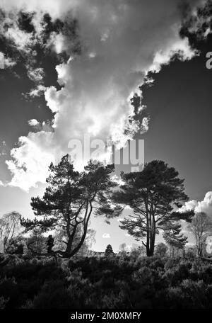 Black and white photograph of clouds over Pine trees in Spring on Cannock Chase AONB Area of Outstanding Natural Beauty in Staffordshire England Stock Photo