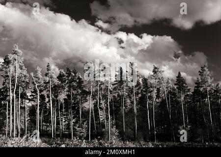Black and white photograph on Cannock Chase AONB Area of Outstanding Natural Beauty in Staffordshire England United Kingdom Stock Photo