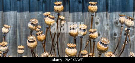 Brown dried poppy seedheads in front of a grey, wooden fence. Stock Photo