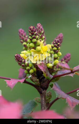 Close up of golden currant (ribes aureum) flowers in bloom Stock Photo